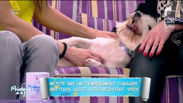 West Highland White Terrier, o rasă dezvoltată pentru controlul dăunătorilor