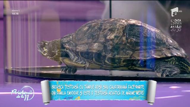 Animale de companie: Tot ce trebuie să ştii despre broasca ţestoasă cu t&acirc;mple roşii