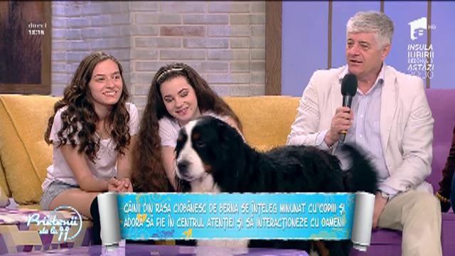 Ciobănescul de Berna, un animal de familie minunat