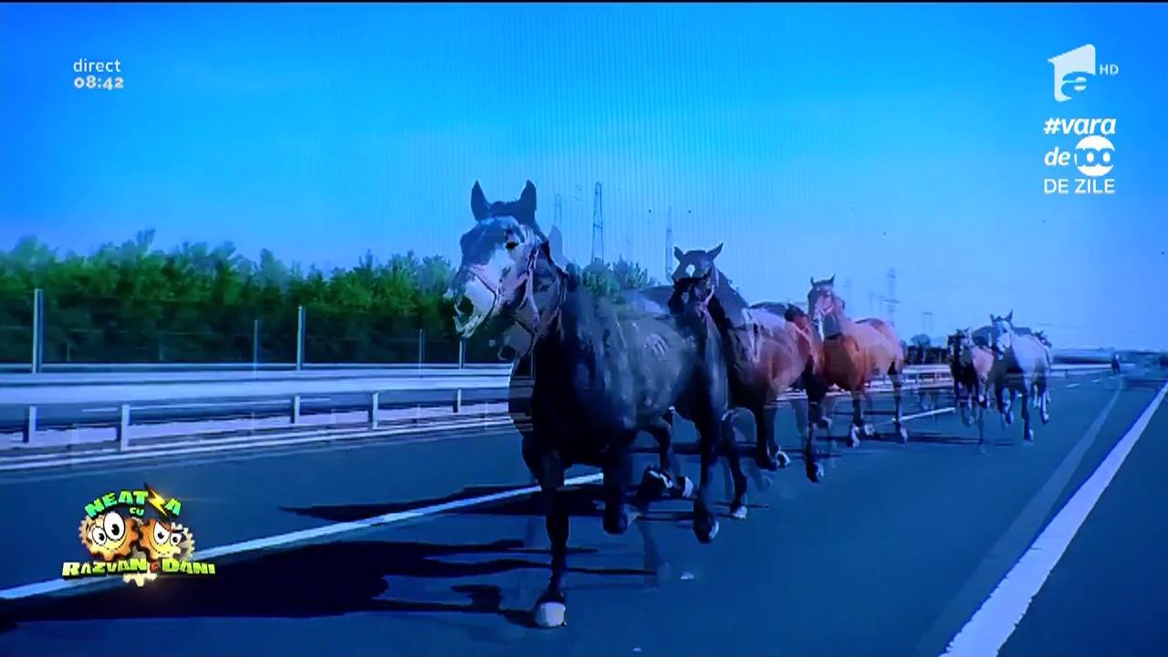 Smiley News: Nu se &icirc;nt&acirc;mplă doar &icirc;n Rom&icirc;nia. Autostradă invadată de o herghelie cai