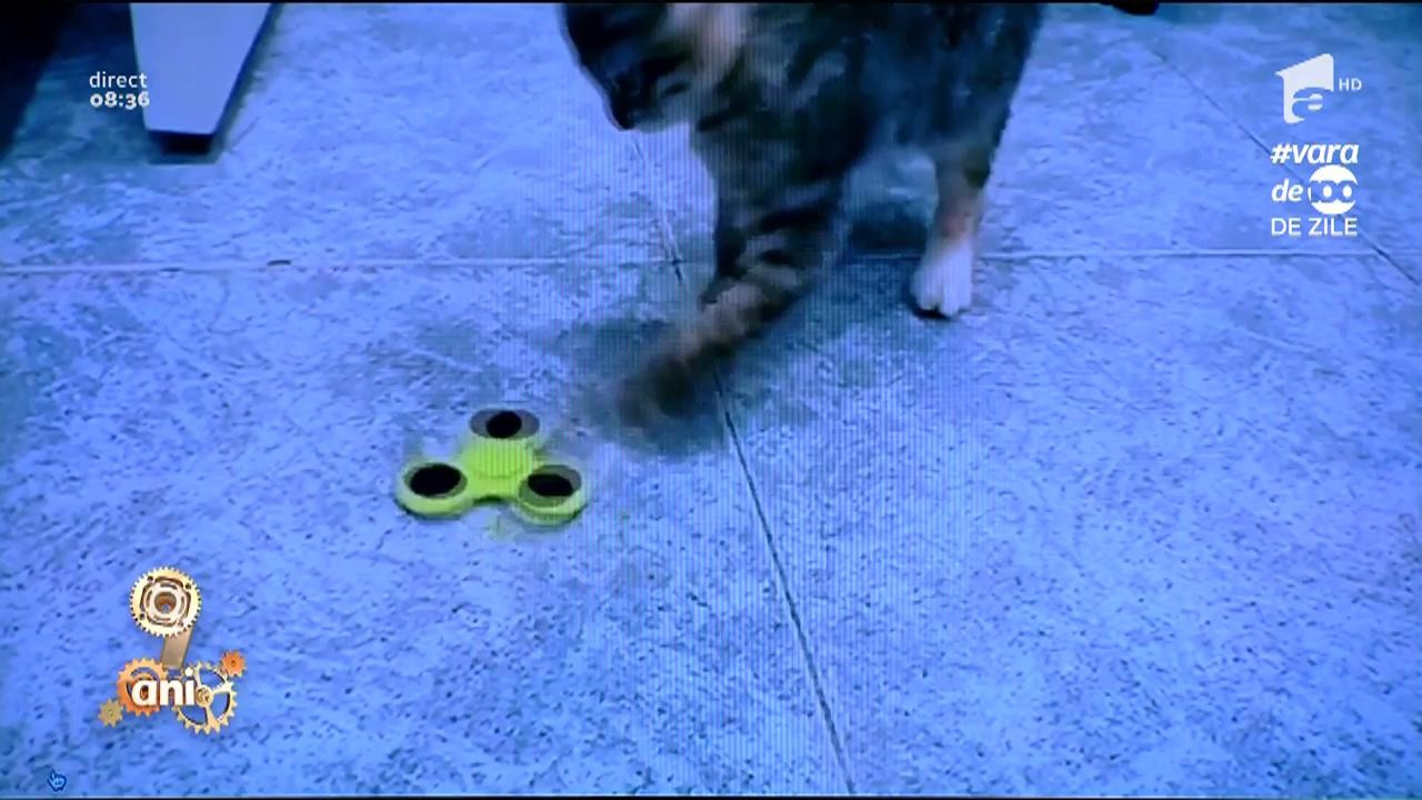 Smiley News: Și pisicile sunt atrase de noua jucărie la modă, &rdquo;Spinner-ul'