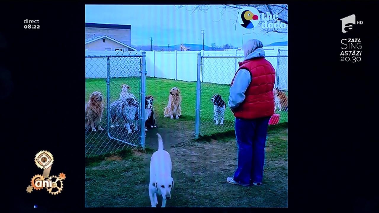 Smiley News: Cățelul pus pe șotii vs. cațelul orgolios