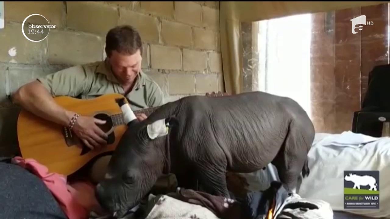 VIDEO EMOŢIONANT! Un pui de rinocer orfan este vrăjit de acorduri line ...