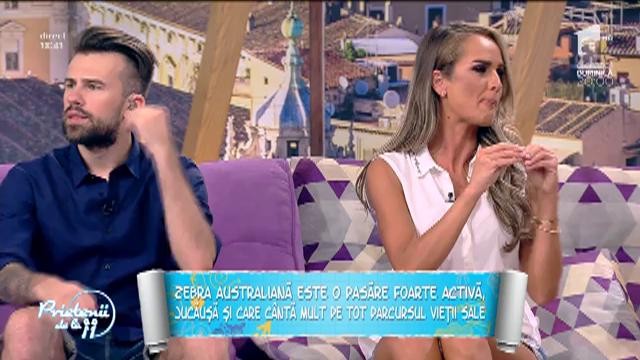 Animale de companie: Tot ce trebuie să ştii despre zebra australiană