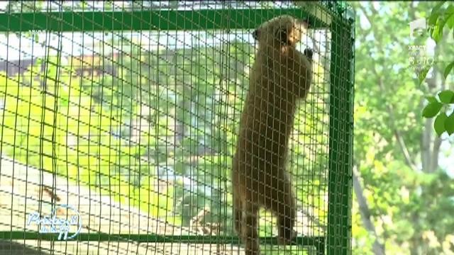 Microrezervaţia din Constanţa, o mică grădina zoologică