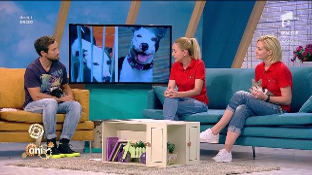 Legea pentru mărirea pedepselor pentru cei care omoară și maltratează animale este &icirc;ncă &icirc;n Parlament