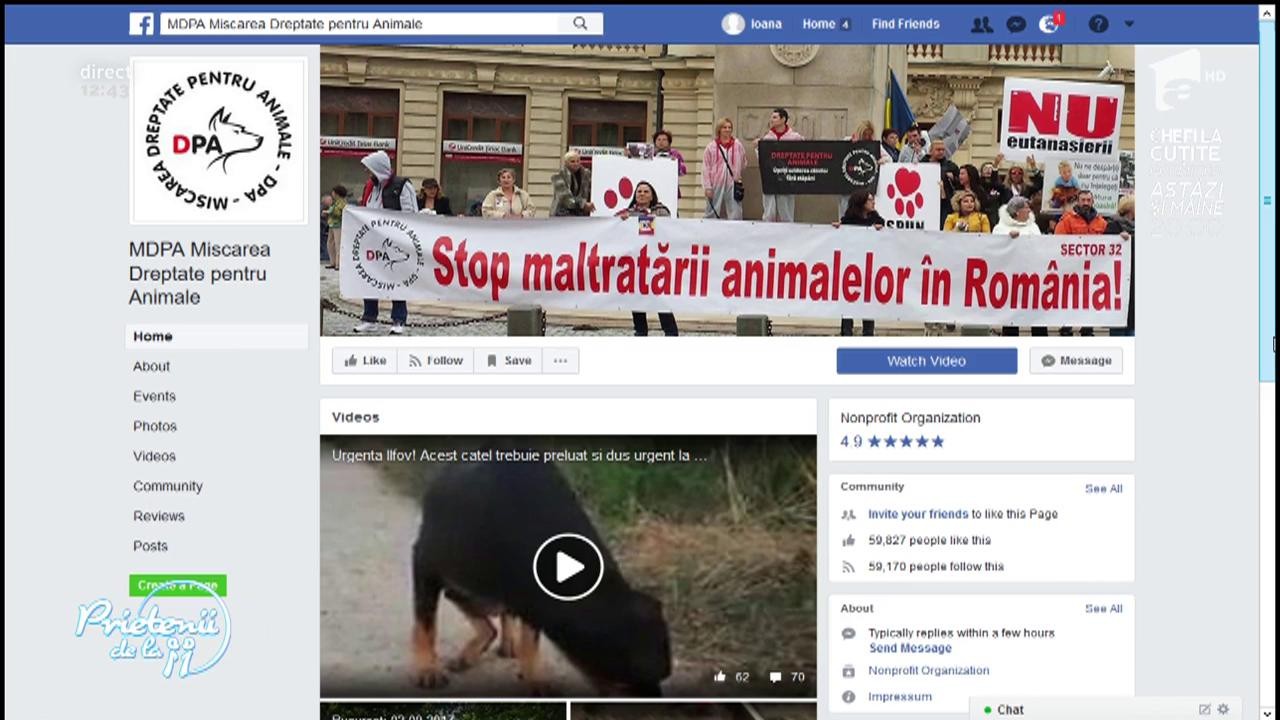Stop maltratării animalelor &icirc;n Rom&acirc;nia! Cazurile &icirc;n care sunt chinuite sau ucise animale cresc de la o zi la alta