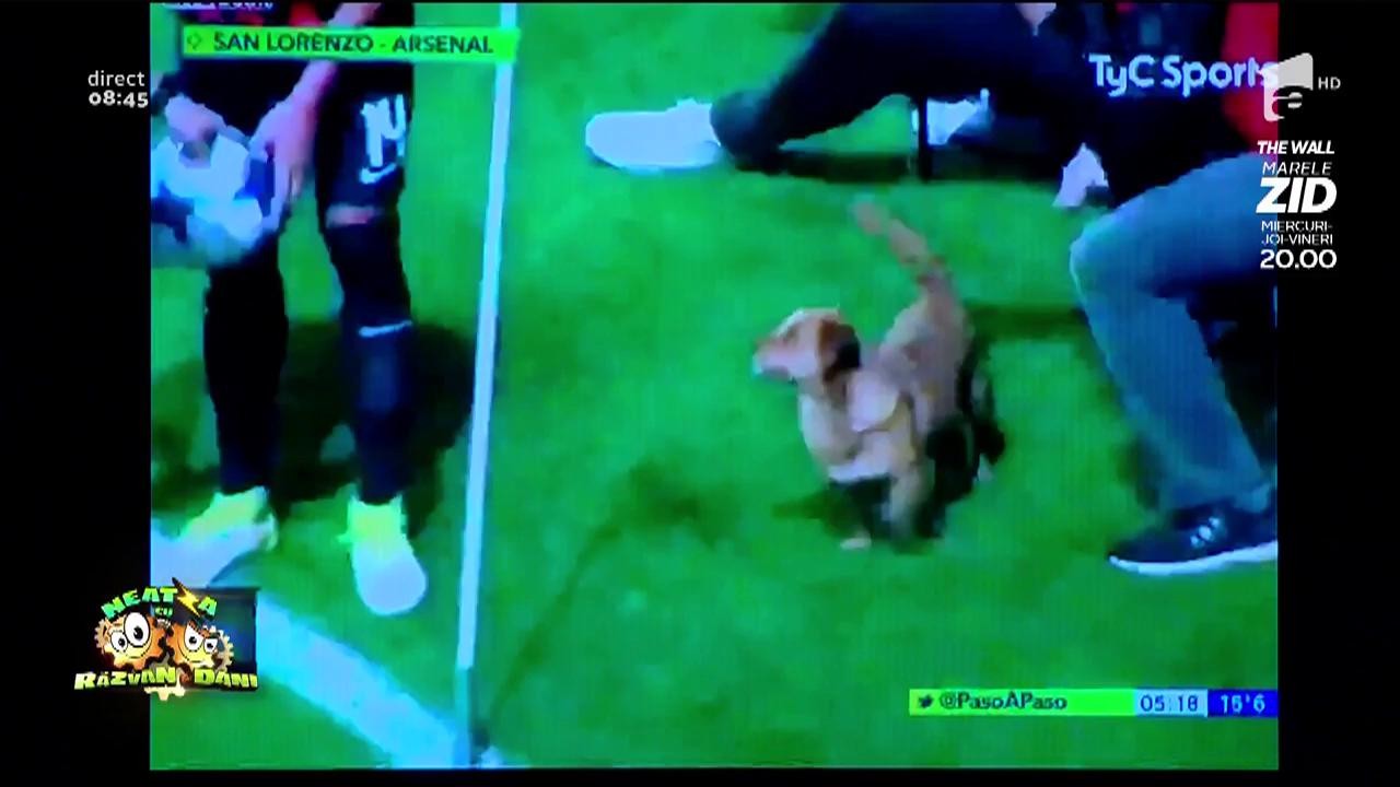 Smley News. Cățelul buclucaș. Ce a făcut un c&acirc;ine c&acirc;nd a ajuns pe terenul de fotbal