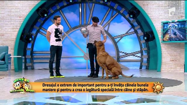 Ritualul oferii hranei pentru c&acirc;ini poate da naștere unei relații bazată pe respect