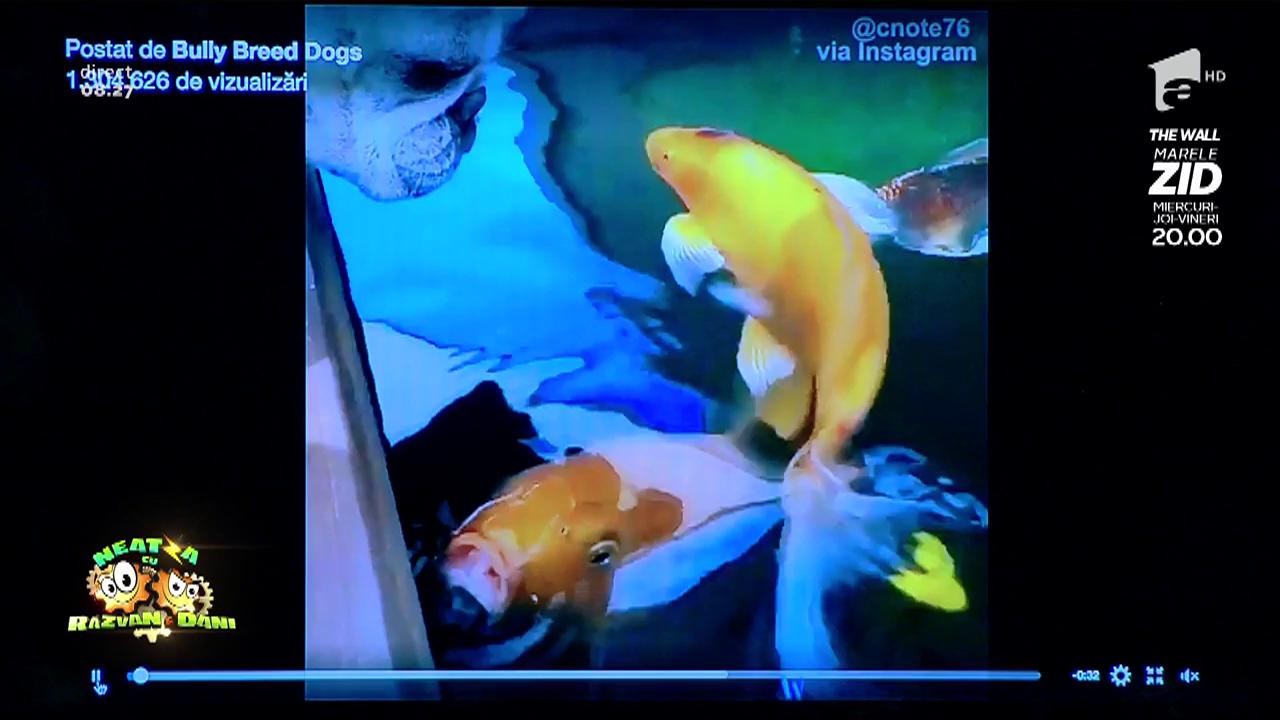 Smiley News! Iubire mare &icirc;ntre un cățel și un peștișor