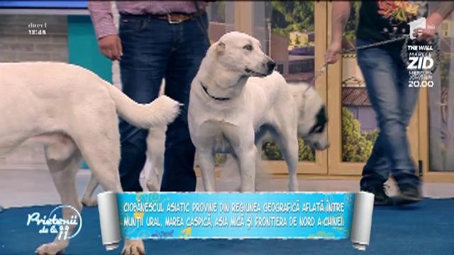 Ciobănescul asiatic, un c&acirc;ine impresionant. Iată ce ar trebui să știi &icirc;nainte să-l aduci acasă