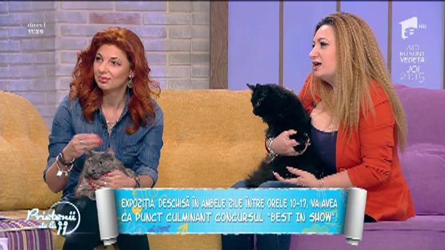 Poveşti cu animale. Cu ce se deosebesc pisicile de casă, față de cele de rasă