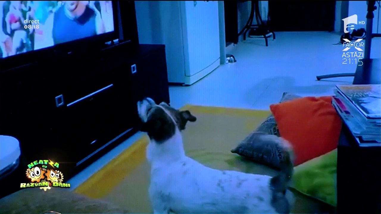 Smiley News! Piesa "Despacito", ascultată și de c&acirc;ini