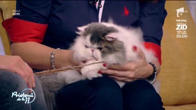La „Prietenii de la 11”, găsiți raiul iubitorilor de pisici! Faceți cunoștință cu Stelică și cu cea mai frumoasă pisică din România