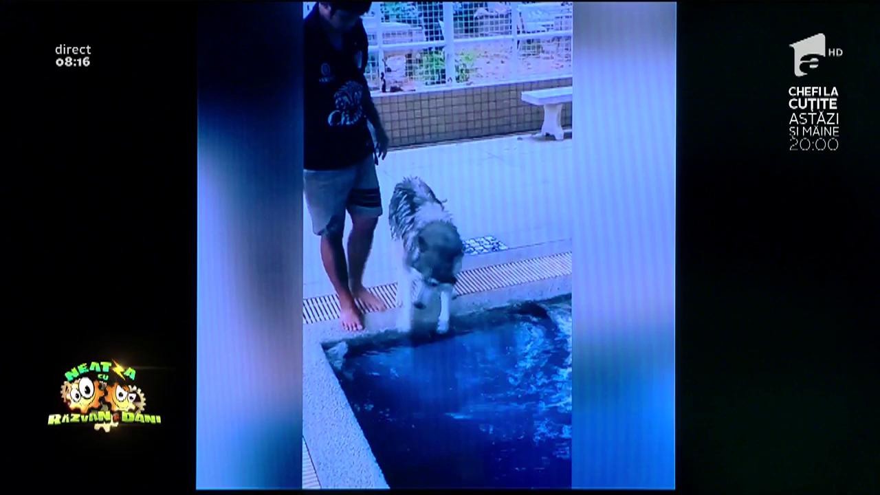 Smiley News! C&acirc;inele care nu știe să &icirc;noate