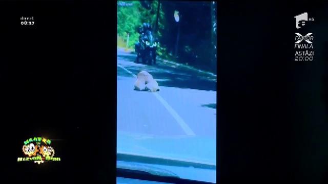 Smiley News! Scandal monstru &icirc;ntre doi Koala