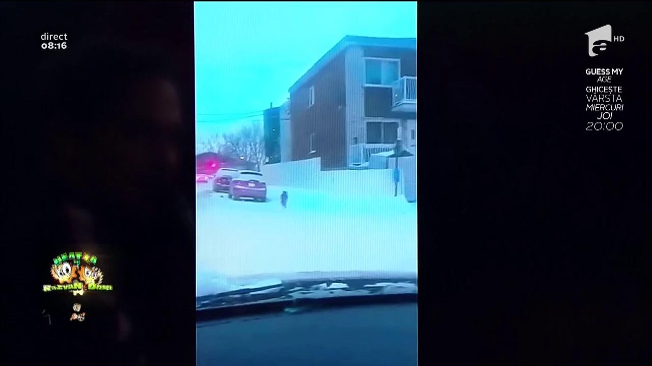 Smiley News! Un lup sălbatic, filmat &icirc;ntr-o intersecție din Montreal