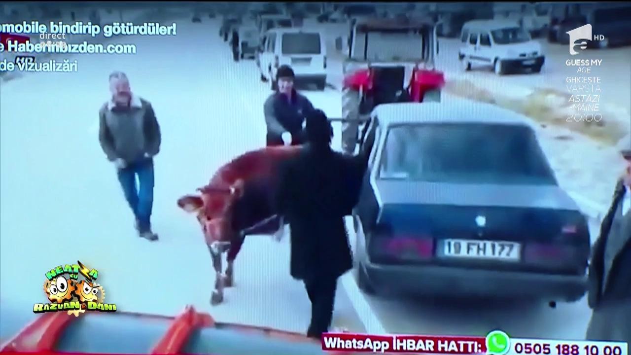Smiley News! Au băgat vaca pe bancheta din spate a mașinii! Răzvan: &rdquo;C&acirc;nd au dat-o jos cred că avea lapte bătut&rdquo;