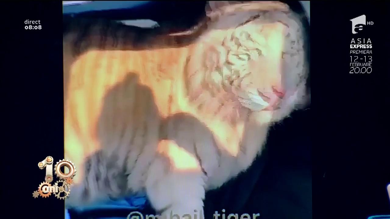 Numai &icirc;n Rusia poţi vedea aşa ceva! Tigru, animal de companie