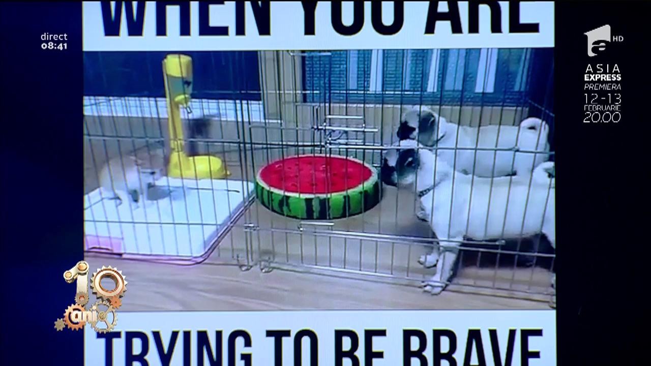 Smiley News! Pisica pașnică și c&acirc;nii cu tupeu, sf&acirc;rșit neașteptat