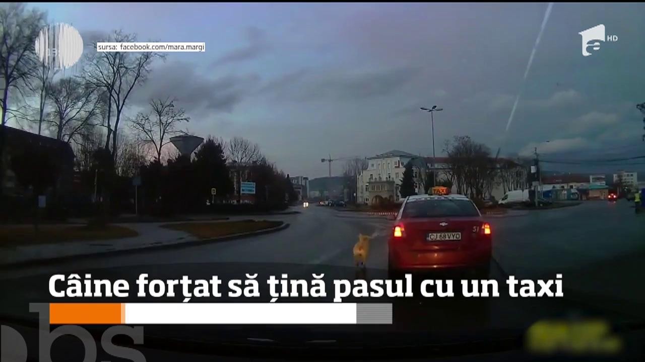 Imagini revoltătoare la Cluj! Un câine a fost forțat să țină pasul cu un taxi (VIDEO)