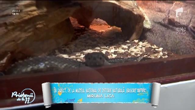 Expoziție cu animale veninoase la Muzeul "Grigore Antipa"