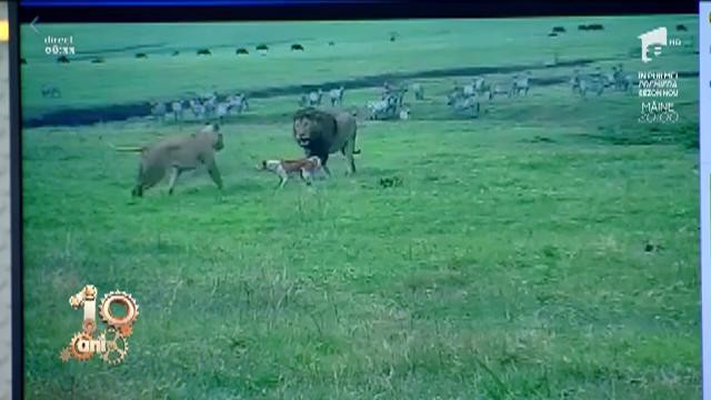Smiley News! Ce &icirc;nseamnă să fii c&acirc;ine adevărat