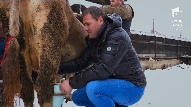 Ionuț Iftimoaie și Dana Săvuică au parte de o provocare. Vedetele trebuie să demonstreze că știu să mulgă vaca!