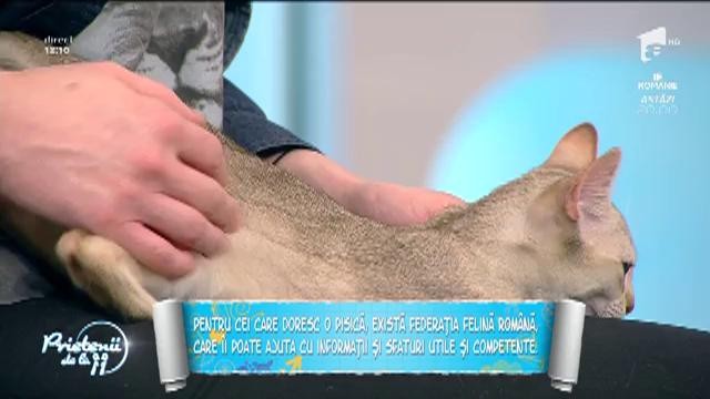 Traficul cu animale de companie