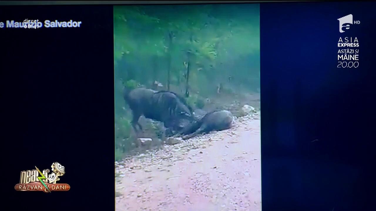 Smiley News. Un bivol &icirc;și resuscitează partenera după un accident de mașină