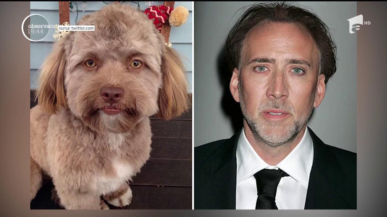 Viral. Un câine seamănă izbitor de mult cu Nicolas Cage, Anthony Hopkins şi Leonardo DiCaprio!