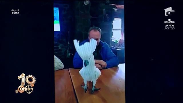 Smiley News. Un papagal dansează pe Despacito