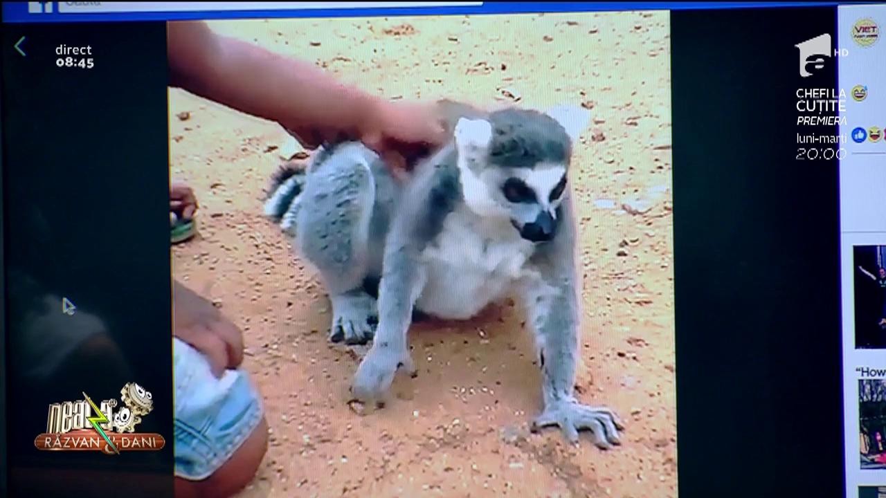 Smiley News. Lemurianul care insistă să fie scărpinat