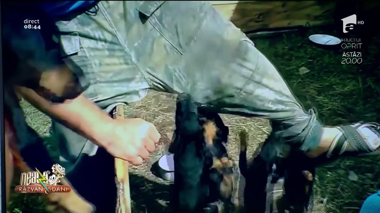 Smiley News. Cea mai nouă rasă de c&acirc;ine: cățelușul de pantaloni