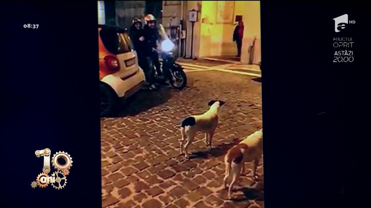 R&acirc;zi cu lacrimi. S-au băgat pulpe! Doi c&acirc;ini așteaptă doi motocicliști să plece de pe loc
