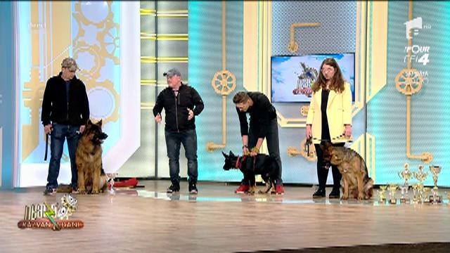 Vrei să &icirc;ți iei un c&acirc;ine, dar nu știi ce să alegi? Ciobănescul German, un animal de companie perfect