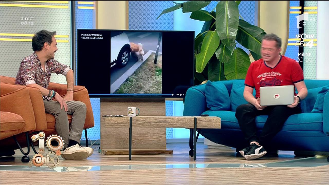 Smiley news: C&acirc;inii care reprezintă prefect echipa de la Neatza