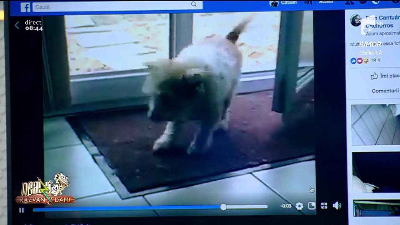 Smiley News. Cătelușul civilizat. Se șterge pe lăbuțe ori de c&acirc;te ori intră &icirc;n casă!