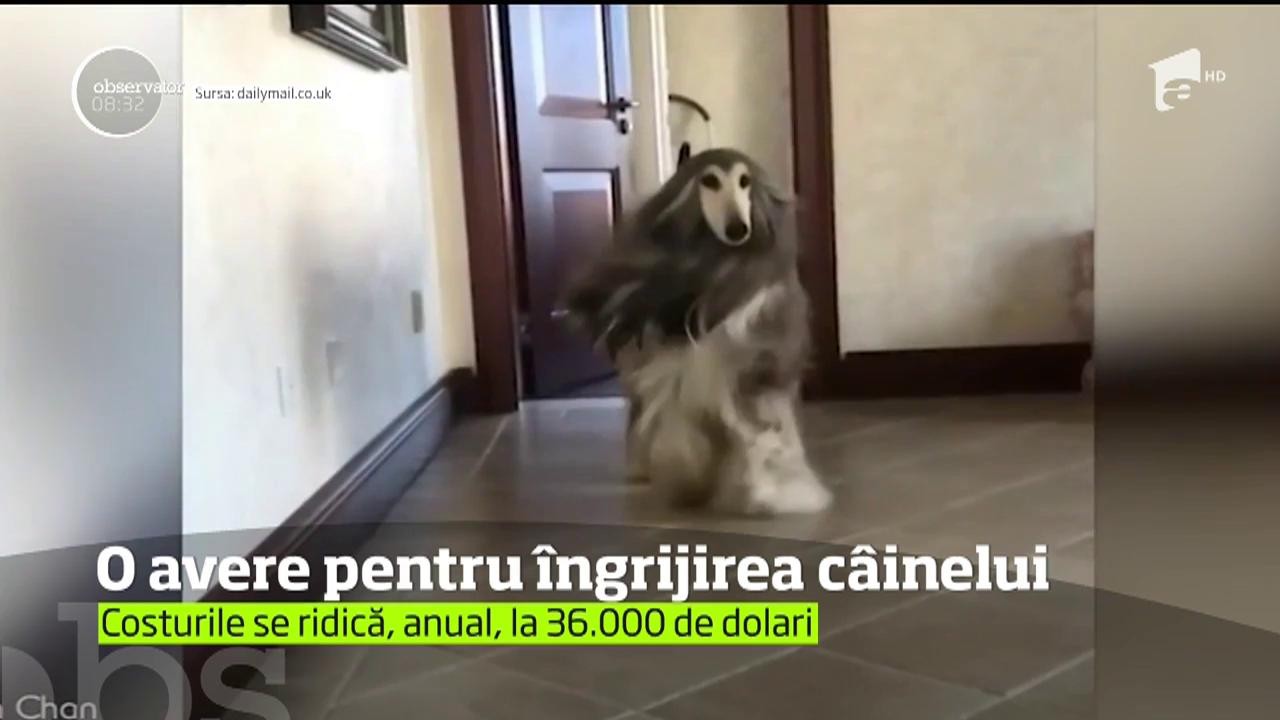 Cel mai îngrijit câine din lume, un ogar afgan pe nume Battle, îl costă pe stăpânul său zeci de mii de dolari