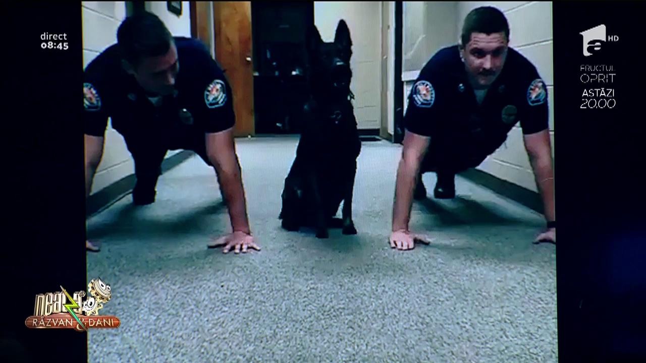 Smiley News. Instrucție cu c&acirc;inele, &icirc;n secția de poliție!