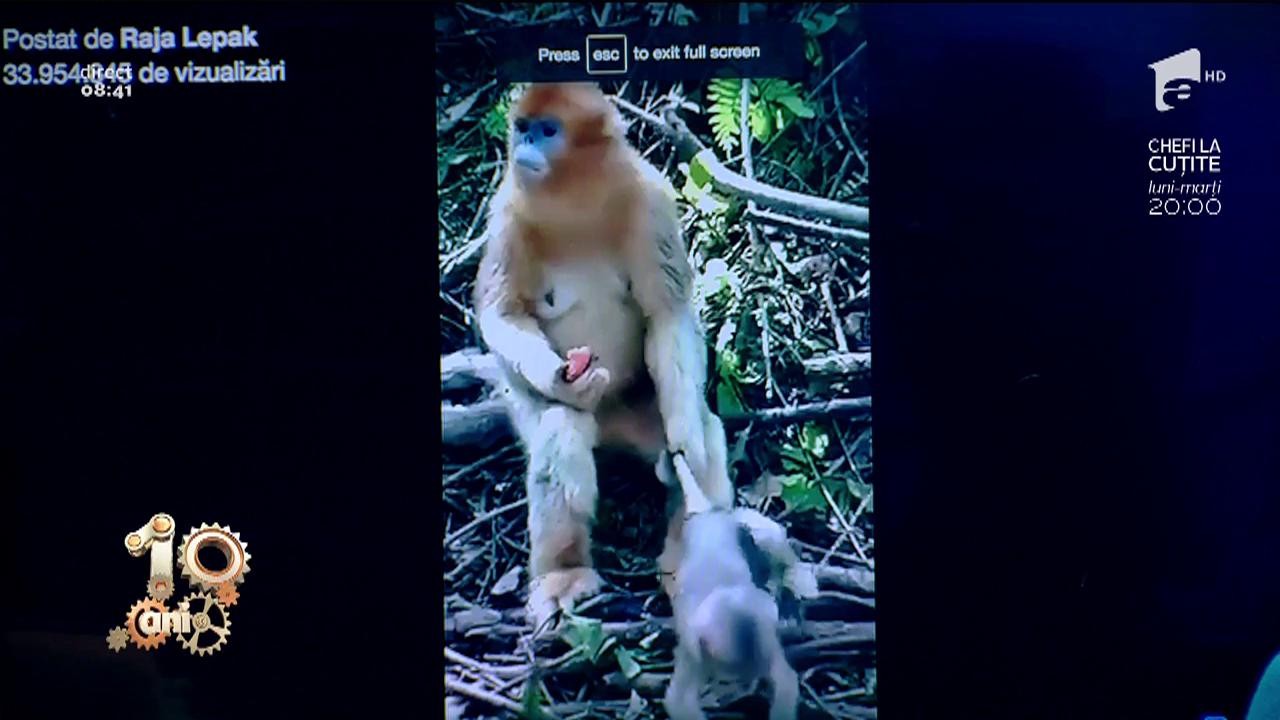 Smiley News. Cum &icirc;și ține sub control o maimuță &icirc;nfometată puiul pus pe joacă