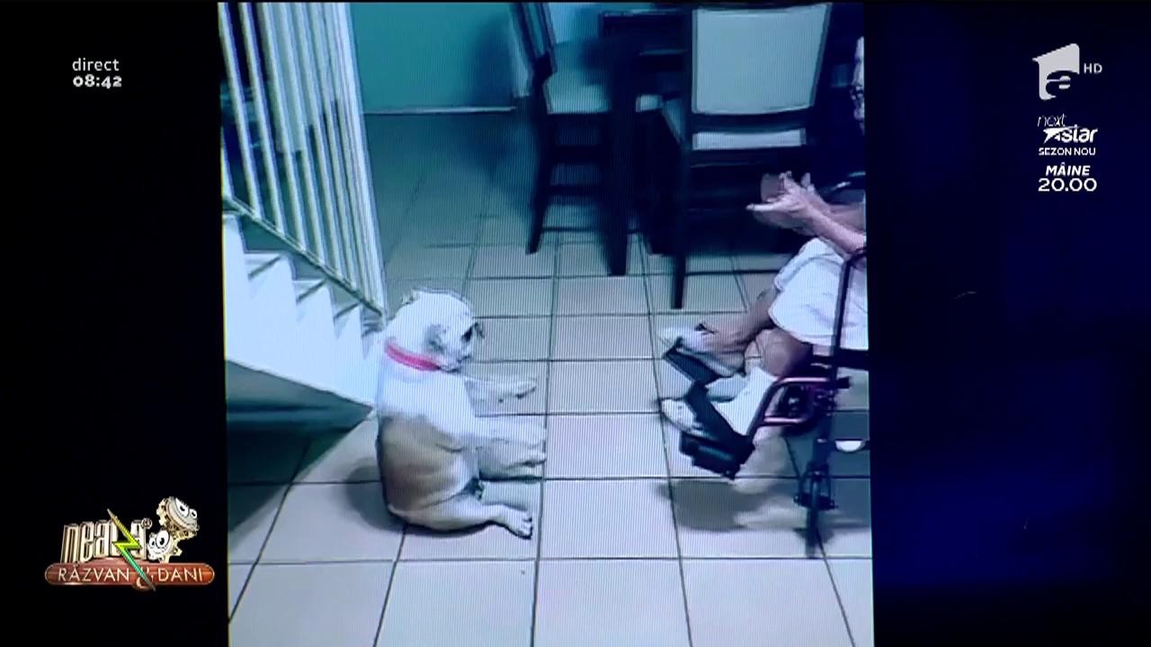 Smiley news! Cățelul dansează pe muzică latino