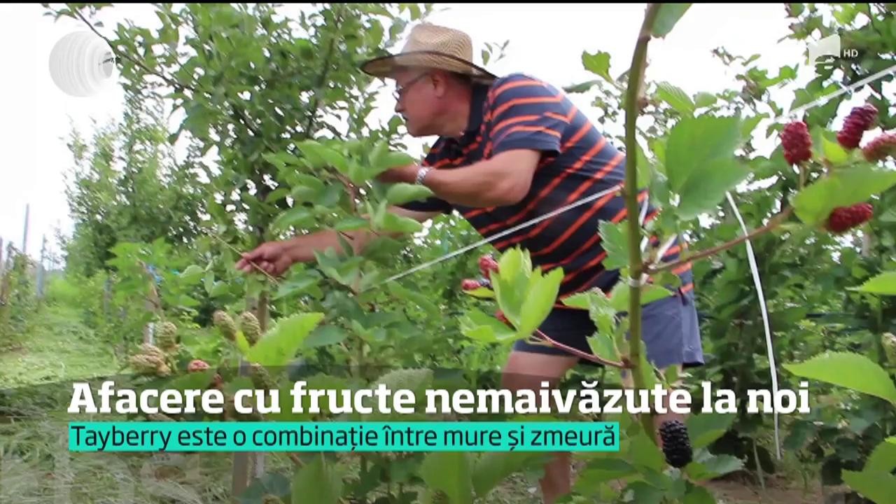 Nu sunt nici MURE, nici ZMEURĂ. Tayberry, noile fructe care fac furori în întreaga lume: "Au calităţi greu de egalat" (VIDEO)