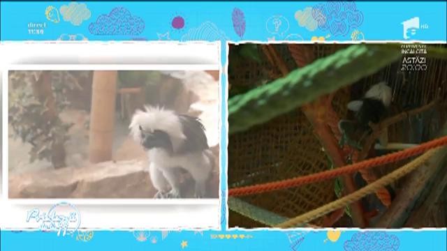 Unde este maimuțica Pepper: &rdquo;Este o specie rară&rdquo;