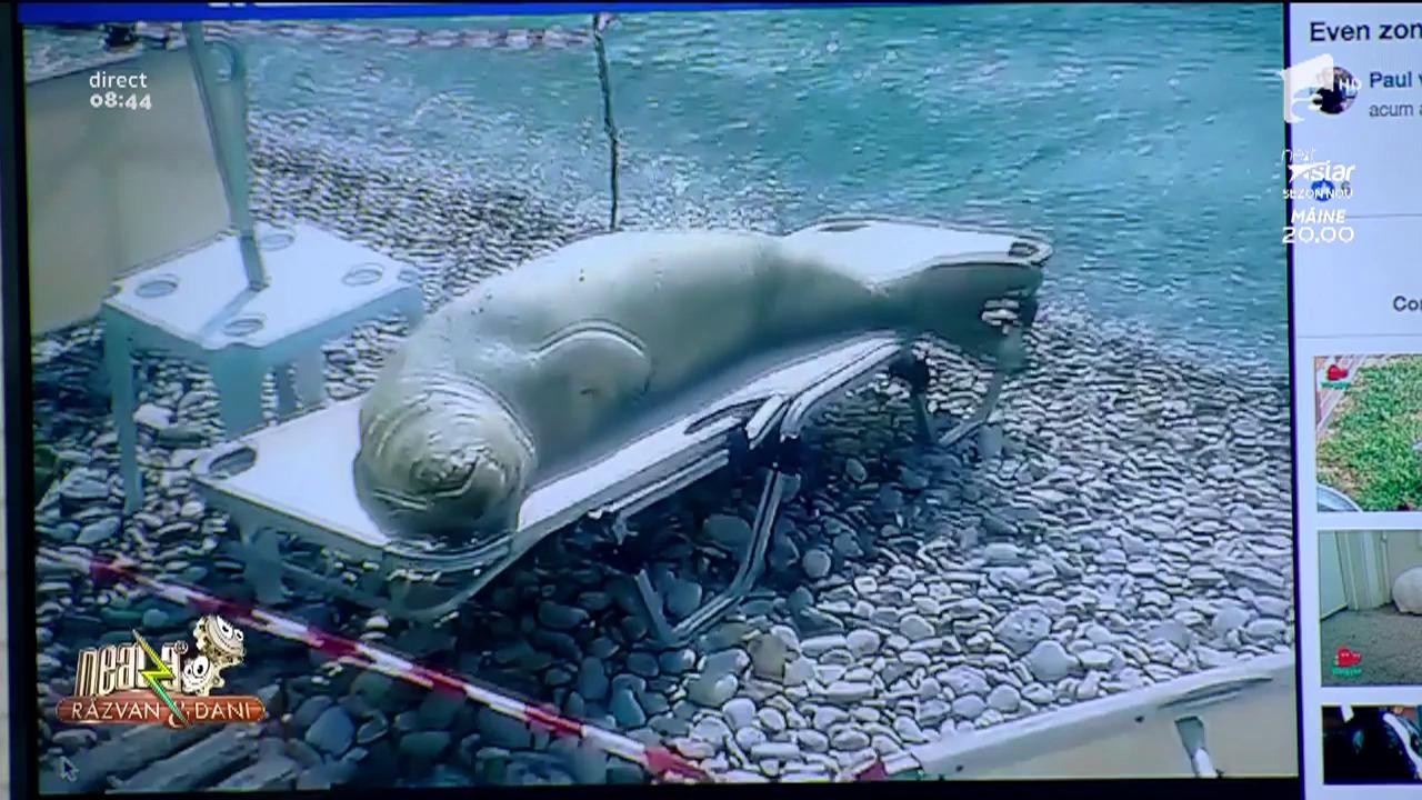 Smiley news! O focă cu burta la soare