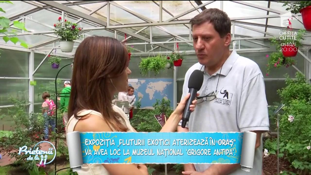 Expoziție de fluturi exotici vii, la Muzeul Antipa. Când au loc tururi ghidate gratuite