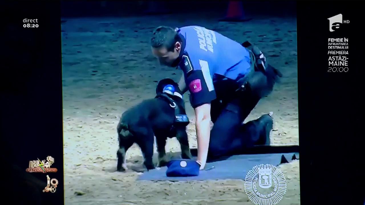 Smiley news! Poncho, cățelul salvator, resuscitează un om aflat &icirc;n stop cardio-respirator