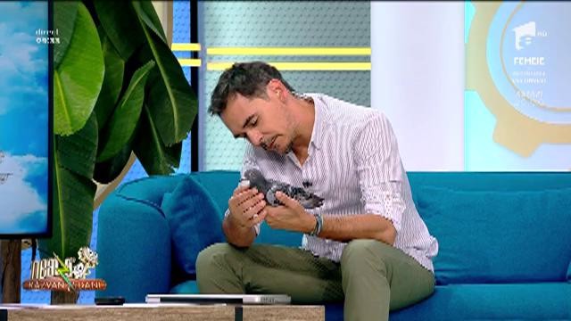 Răzvan Simion caută ajutor pentru un porumbel rănit al Federației Rom&acirc;ne de Sport Columbofil