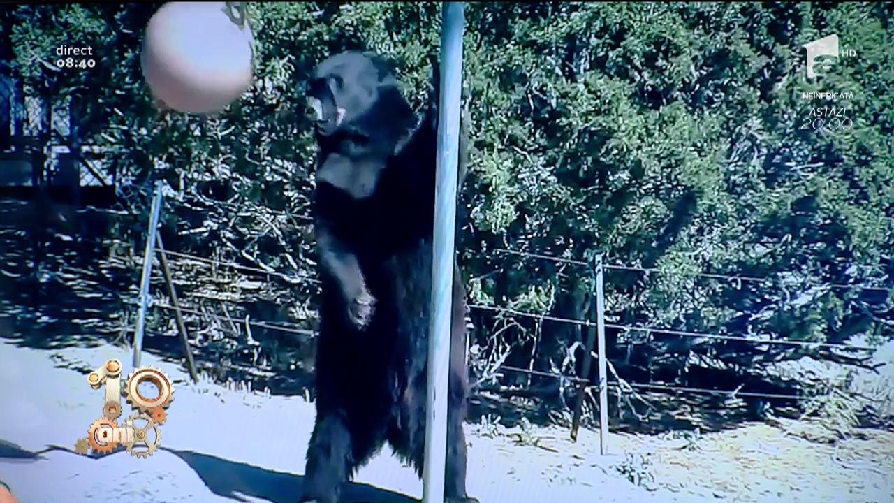 Smiley News! Un urs foarte jucăuș