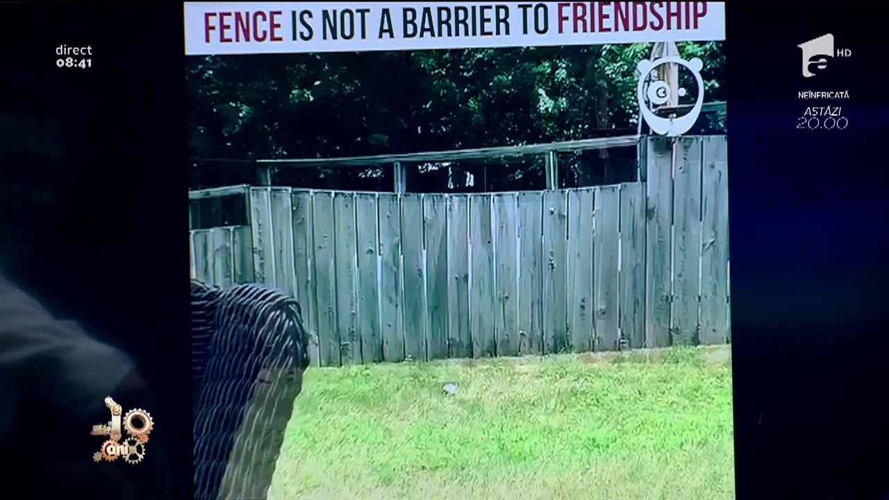 Smiley News! Dacă părinții nu au vrut să &icirc;ți mai facă un frățior, ai un c&acirc;ine cu care să te joci